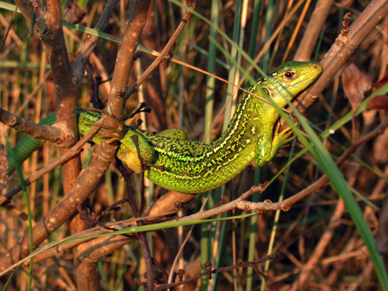 Ramarro giovane Lacerta bilineata